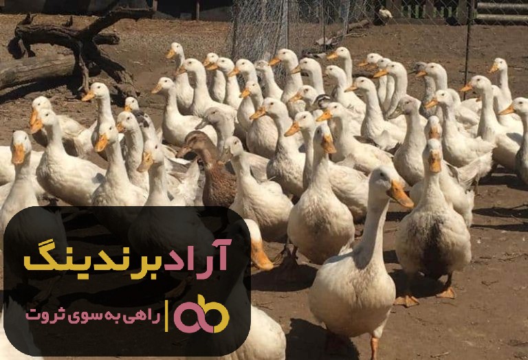 خرید دان اردک تخمگذار