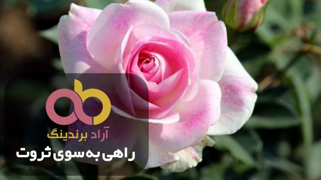 خرید رز هلندی اصفهان