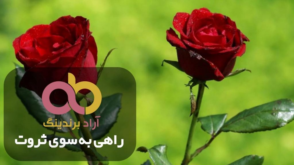 گل رز هلندی