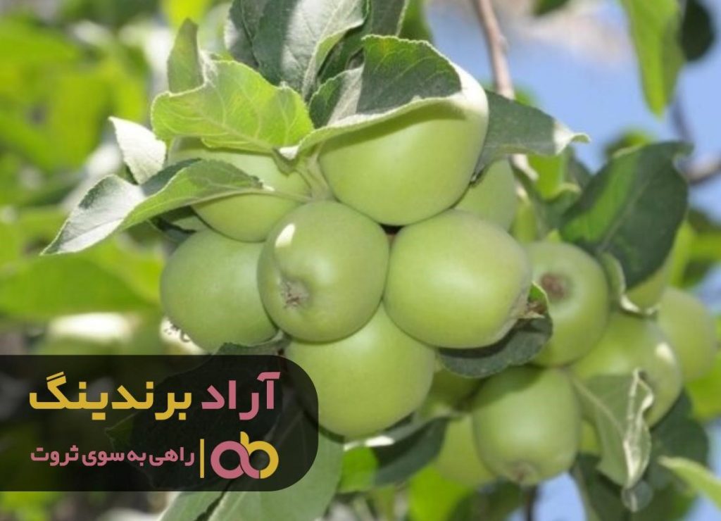 خرید نهال سیب سبز