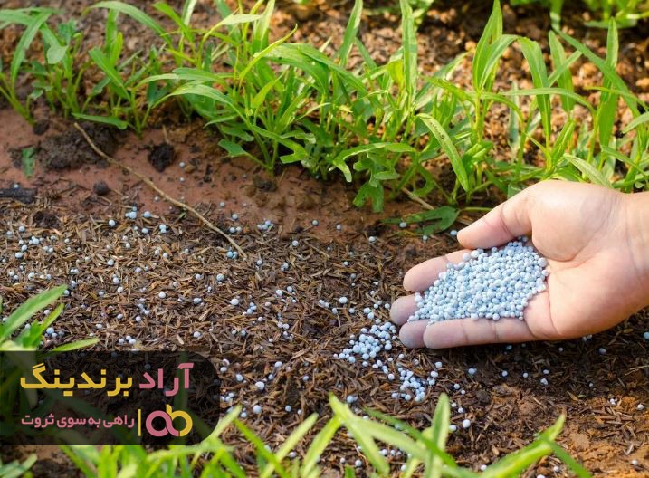 کود فسفر بالا برای برنج