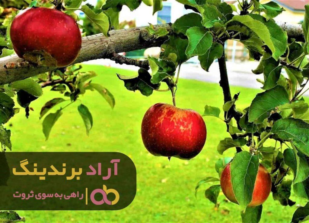 انواع سیب درختی