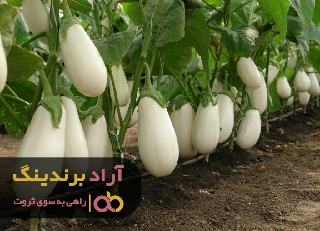 بادمجان سفید ژاپنی