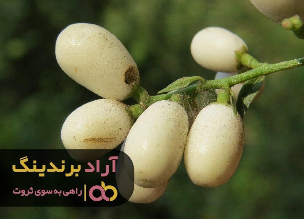 بادمجان سفید ژاپنی