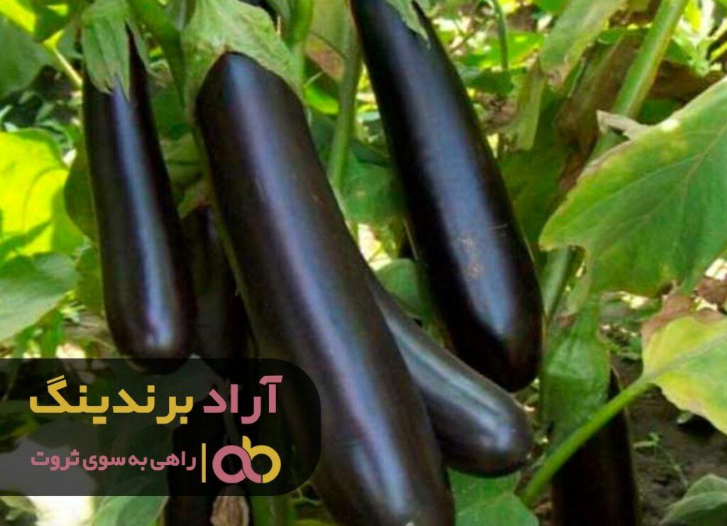 بادمجان سیاه