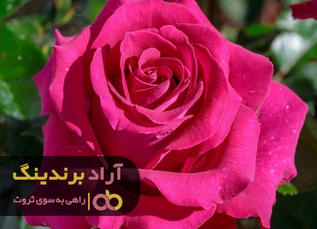 رز هیبرید