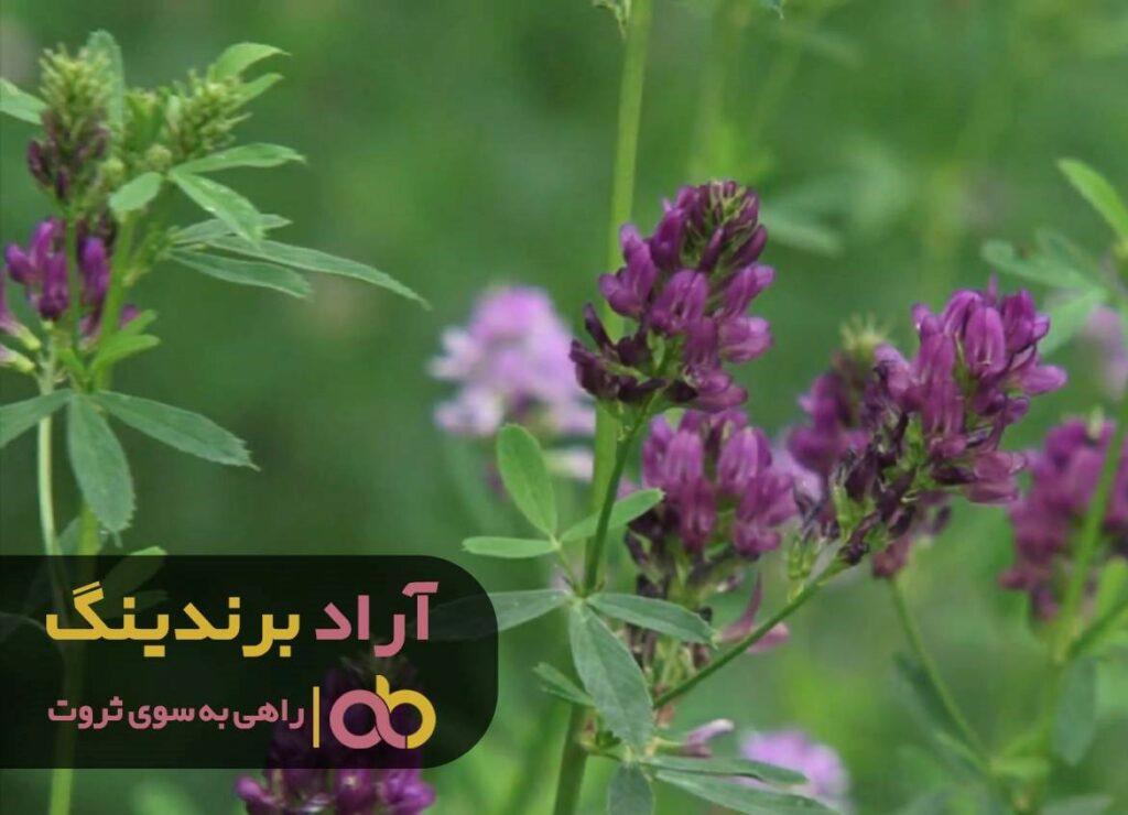 خواص عرق یونجه برای رحم