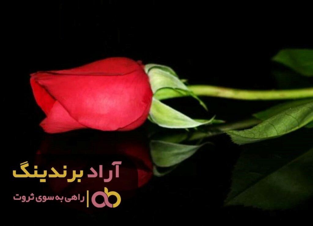 گل رز تهران