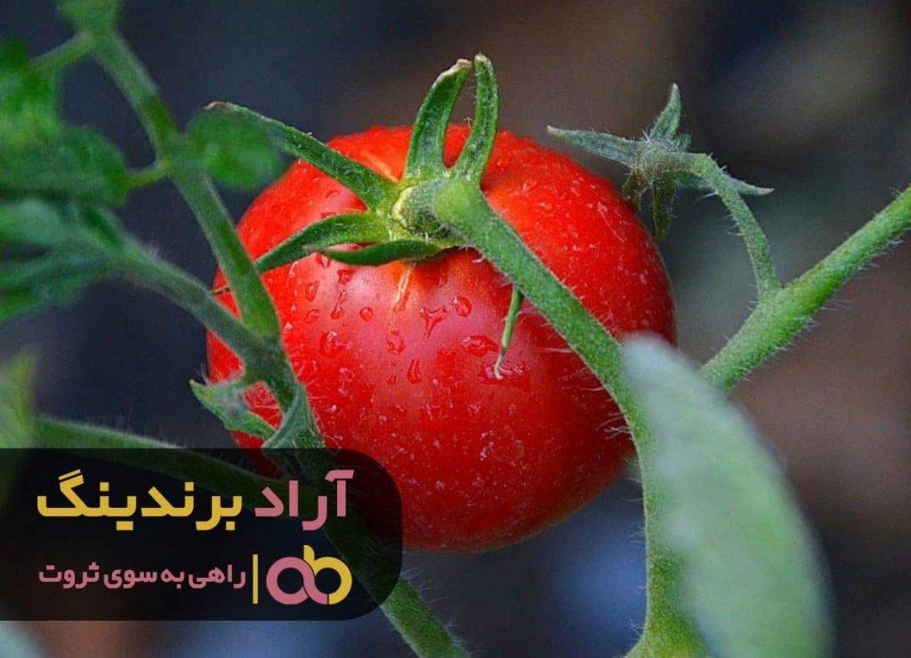 گوجه فرنگی در ایران